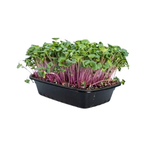 Radish